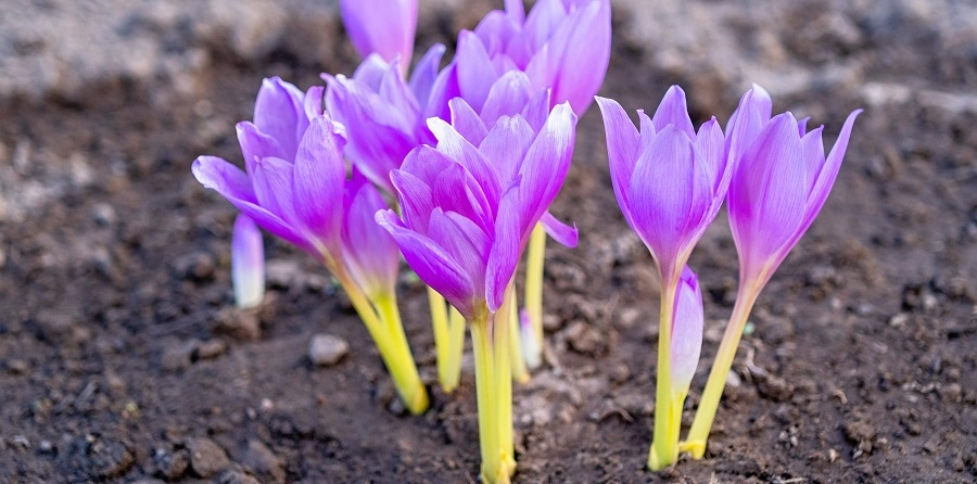 Colchicin zur Sekundärprävention von kardiovaskulären Ereignissen