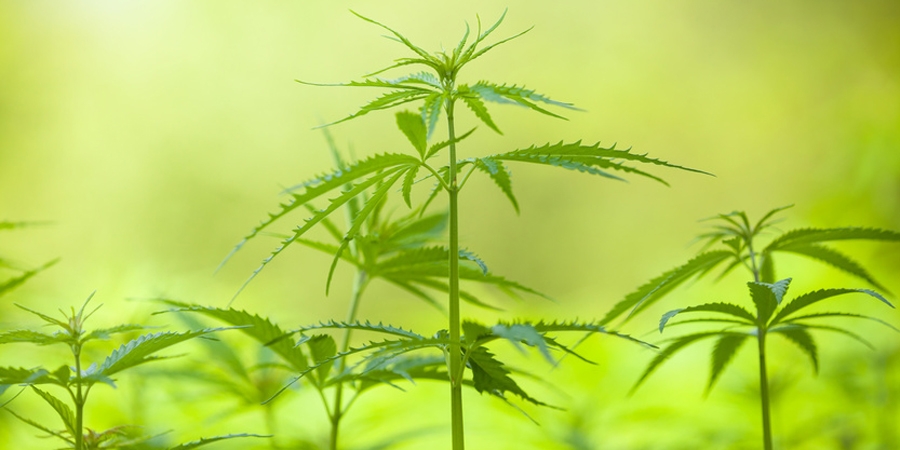 Cannabis soll verschreibungs- und erstattungsfähig werden