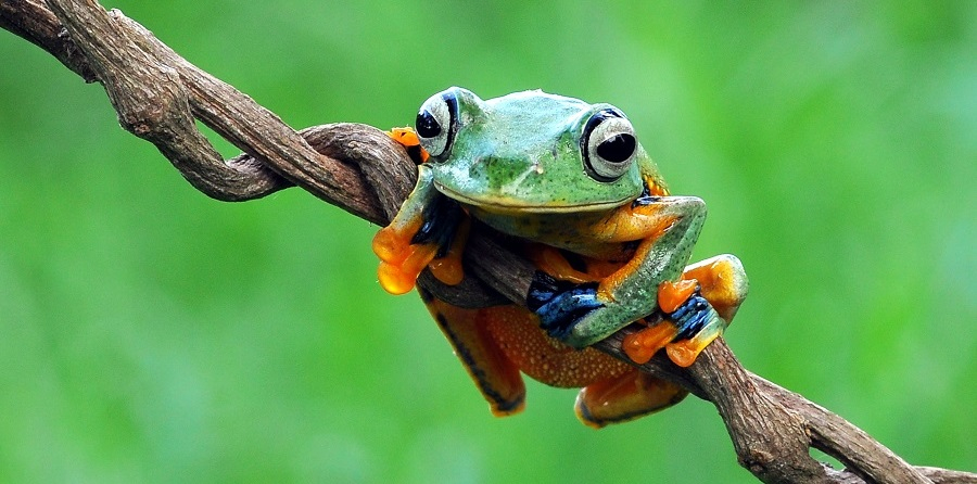 Grün? Nur noch hinter den Ohren