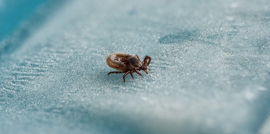 Bei Bewegung im Freien: Auf Zeckenschutz achten