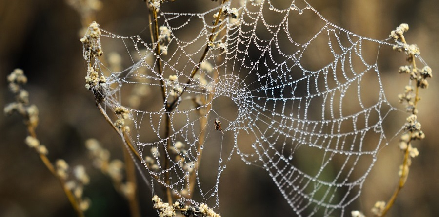Therapie gegen Spinnenangst reduziert auch Höhenangst