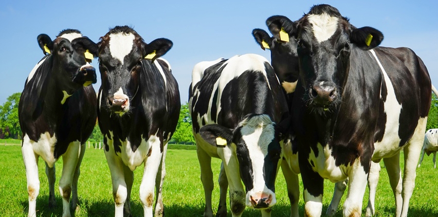 Homöopathie hilft, Einsatz von Antibiotika in der Milchviehhaltung zu reduzieren